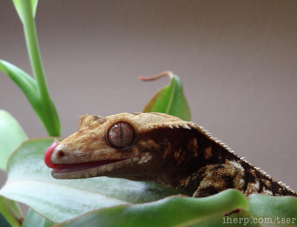 Crested Gecko in a Nepenthes