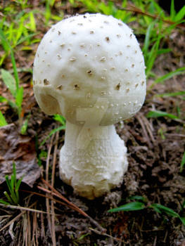 Fungus