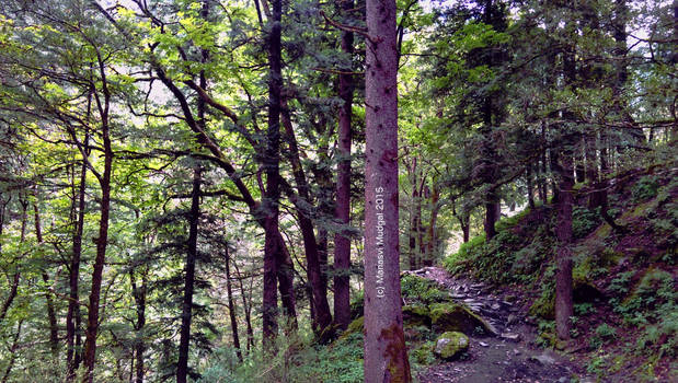 A trail in the woods