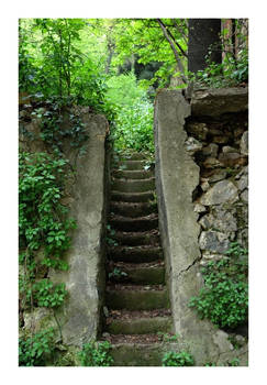 A Path in the Forest