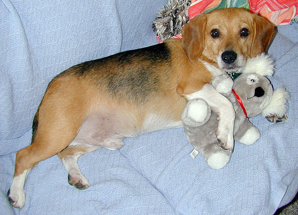 Darwin and friend by LSBVa on DeviantArt