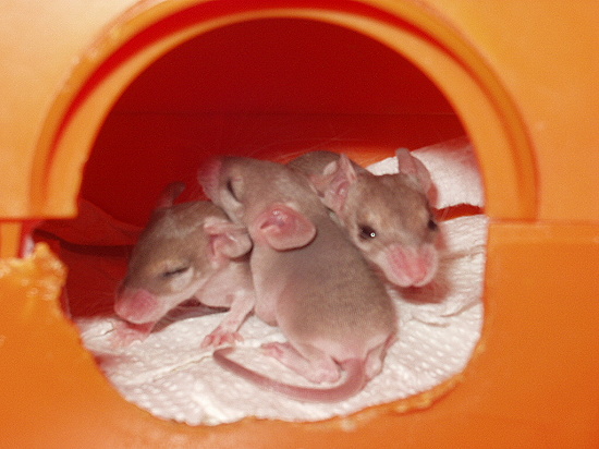 Baby Spiny Mice