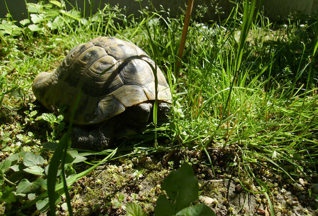 Tortoise by TeeTasse on DeviantArt