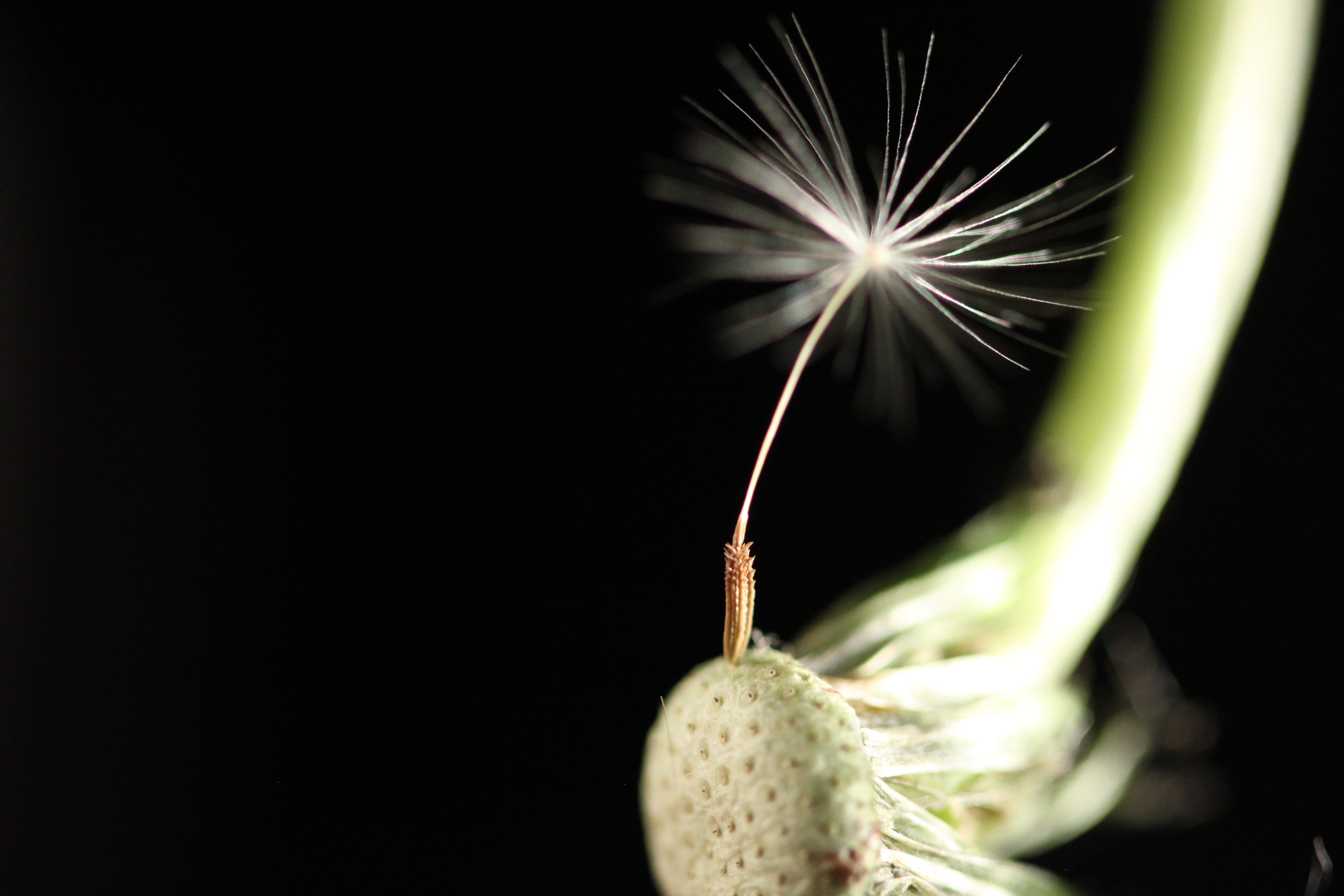 Dandelion Seeds IX - Last Seed Standing