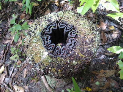 Punga Types Explore the Best Punga Art | DeviantArt