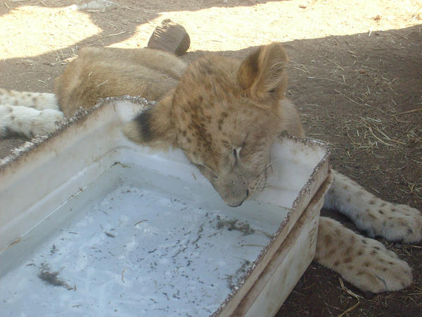 lion cub