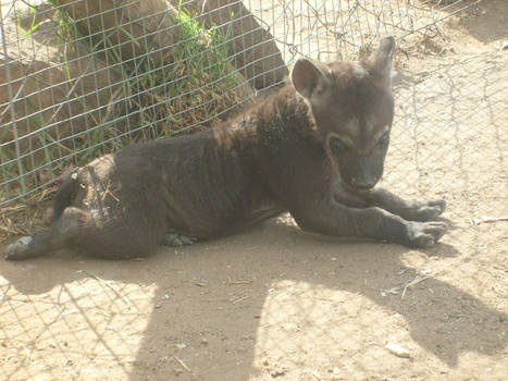 Baby hyena