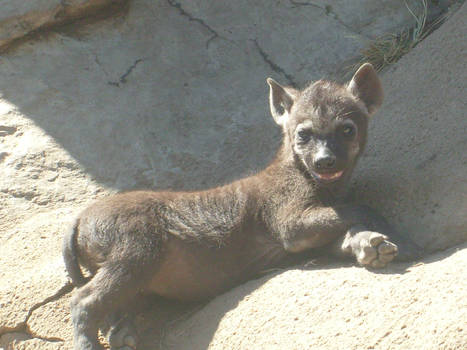 Baby hyena 2