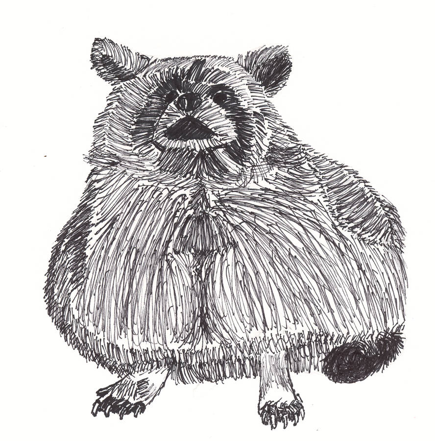 Raccon sketch by DoomTank on DeviantArt