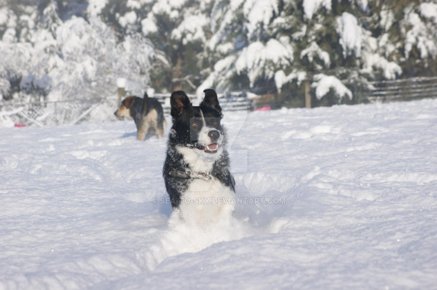 NZ heading dog