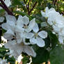 apple blossoms