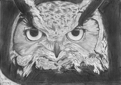 Owl