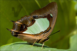 Kent Ridge Park Butts I