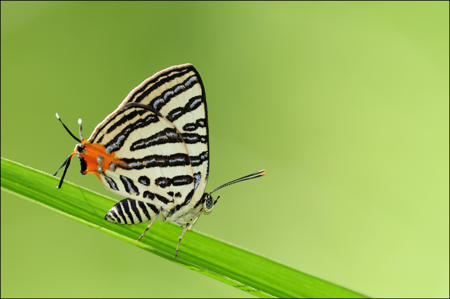 Punggol Butterflies 270408 II