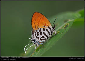 CCA Butterflies 240508 I