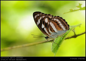 Panti Forest Butts V