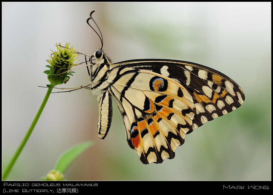 BSP Butterflies 060708 I