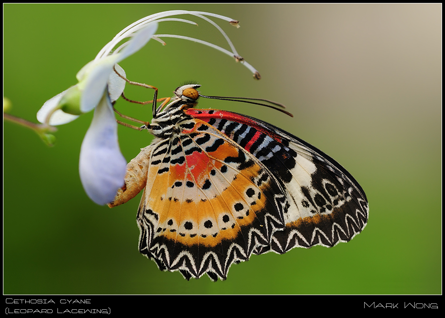 Cethosia cyane I