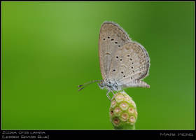 Urban Butts 170808 II