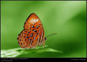 Taxila Haquinus Haquinus II