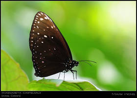 Euploea phaenareta castelnaui