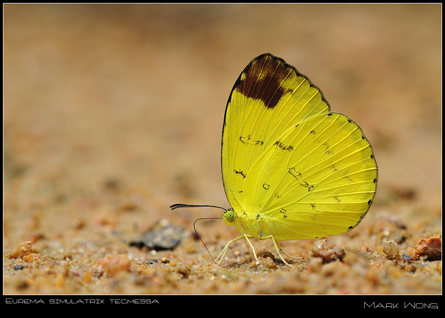 Eurema simulatrix tecmessa