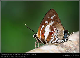 Iraota rochana boswelliana