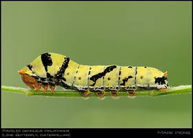 Papilio demoleus malayanus CAT