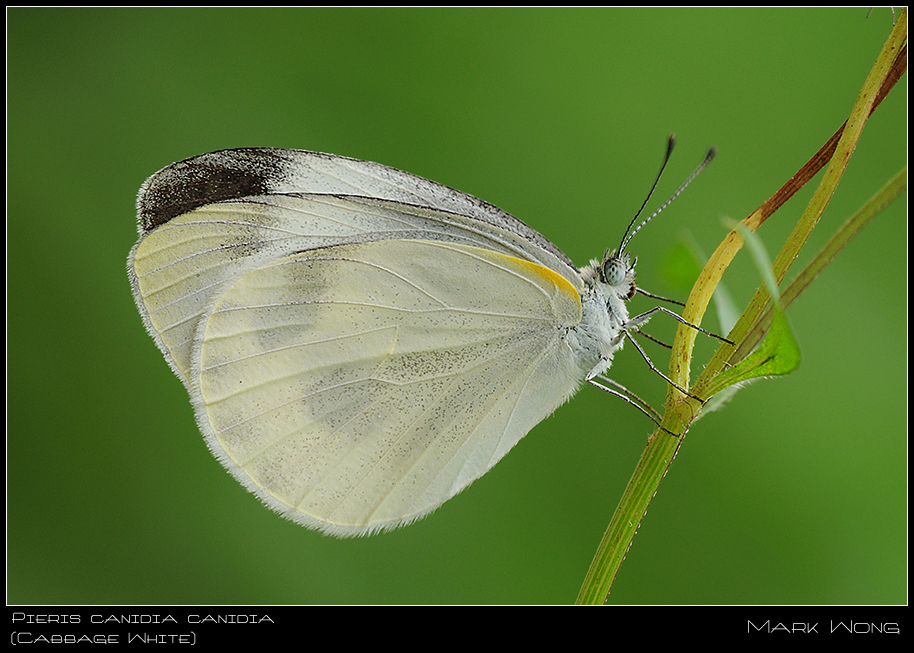 Pieris canidia canidia