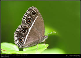 Orsotriaena medus cinerea