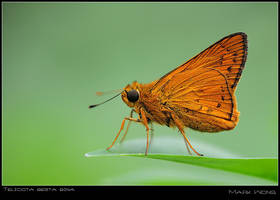 Telicota besta bina I