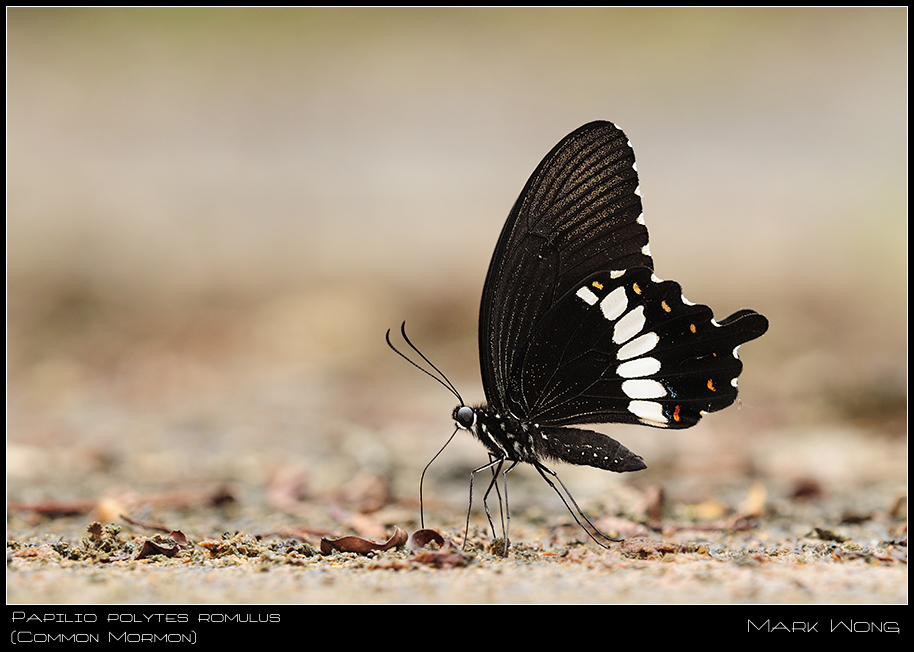 Papilio polytes romulus I