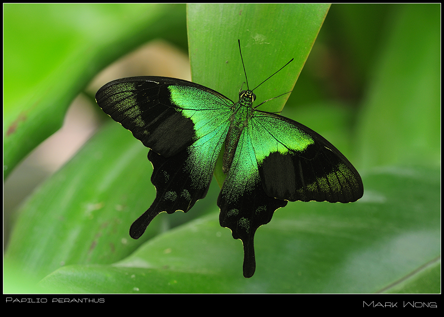 Papilio peranthus II