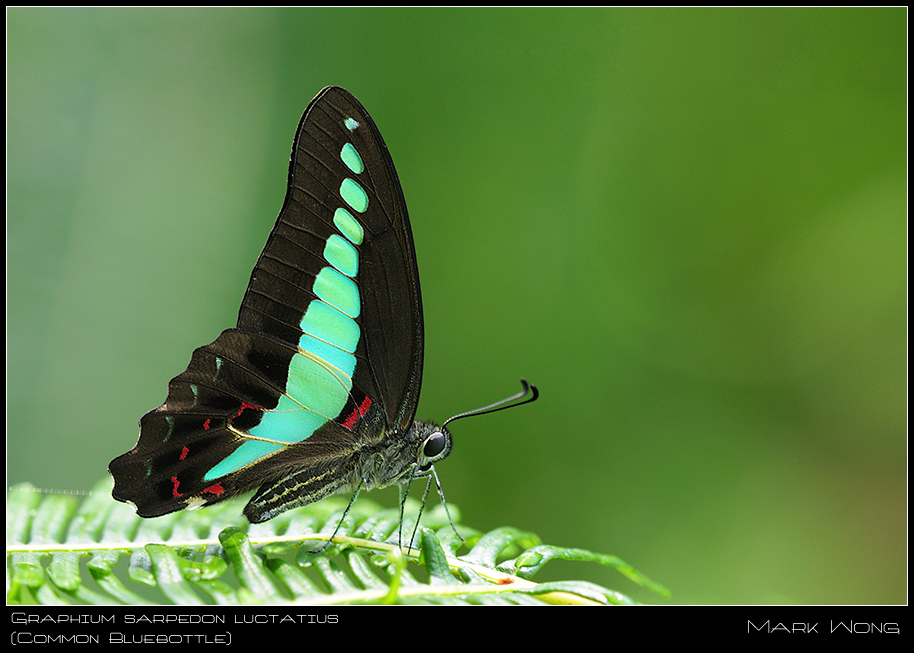 Graphium sarpedon luctatius I