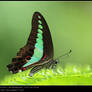 Graphium sarpedon luctatius II