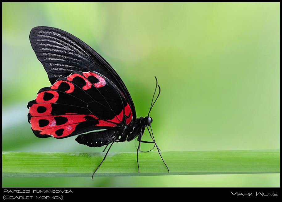 Papilio rumanzovia I