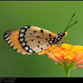 Acraea violae I