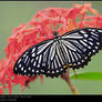 Chilasa clytia clytia I