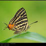 Spindasis syama terana II