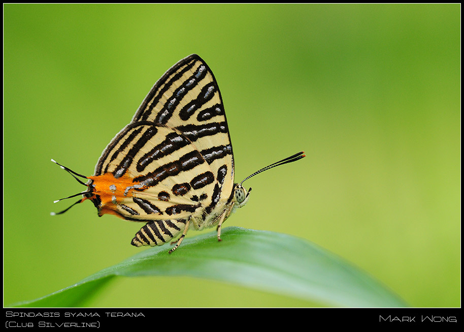 Spindasis syama terana II