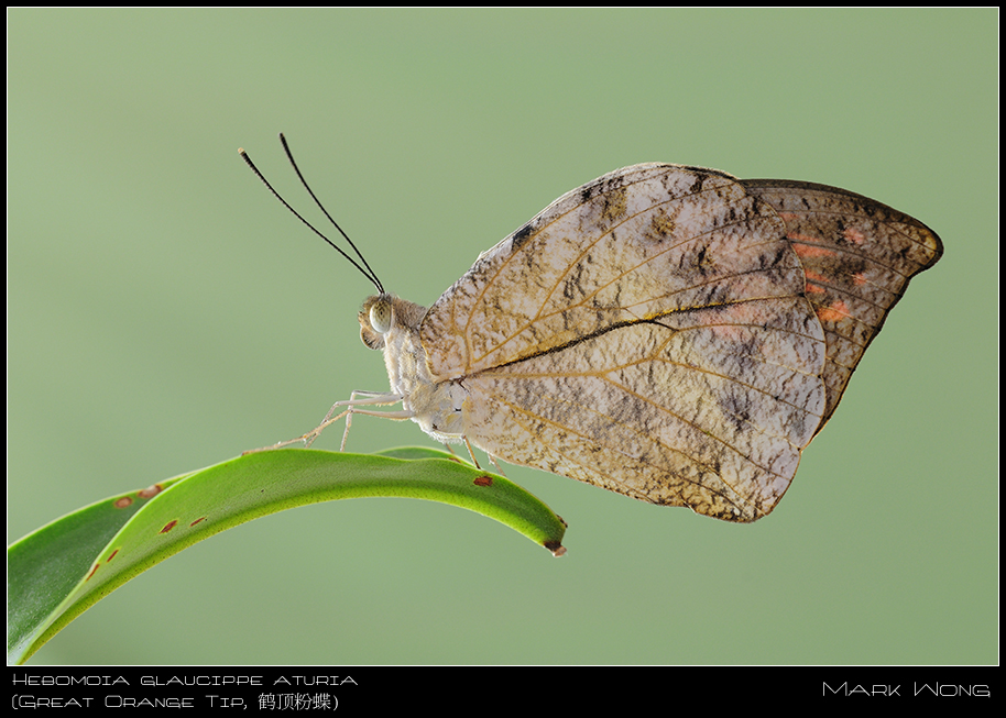 Hebomoia glaucippe aturia