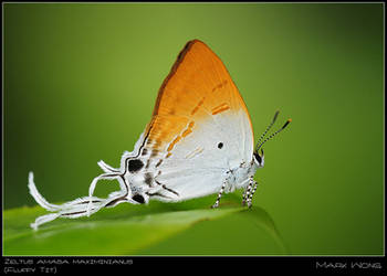 Zeltus amasa maximinianus