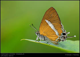 Horaga syrinx maenala