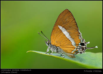 Horaga syrinx maenala