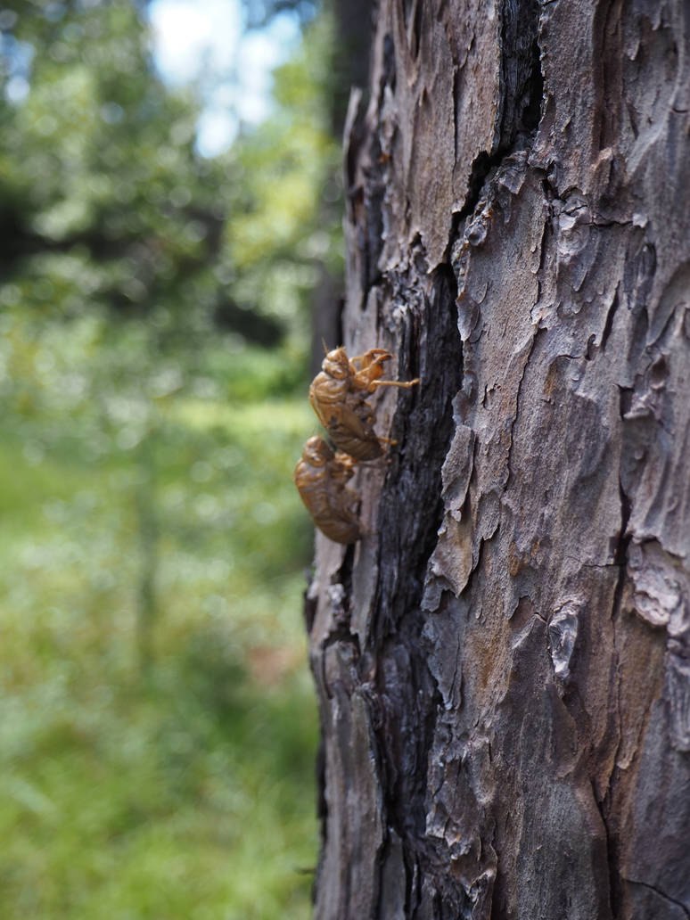 Cicada Shells by cmyersfl on DeviantArt