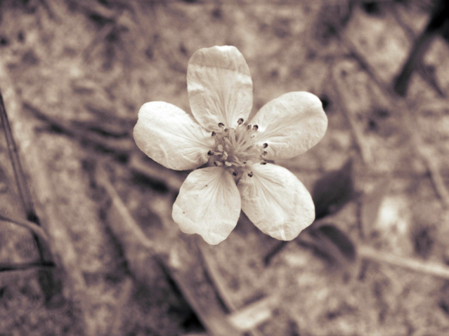 Beach Flower.