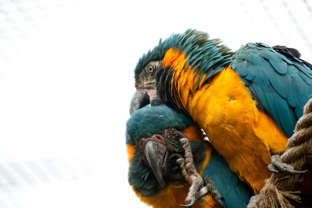Blue-Throated Macaw 3550 by Kem2000