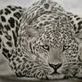 Guepard