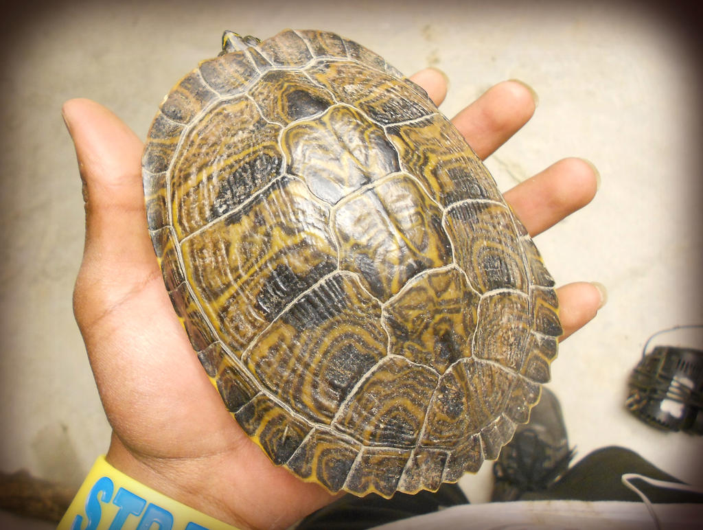 Smitten Turtle Turtle #2 by JimmySpyderManReed on DeviantArt