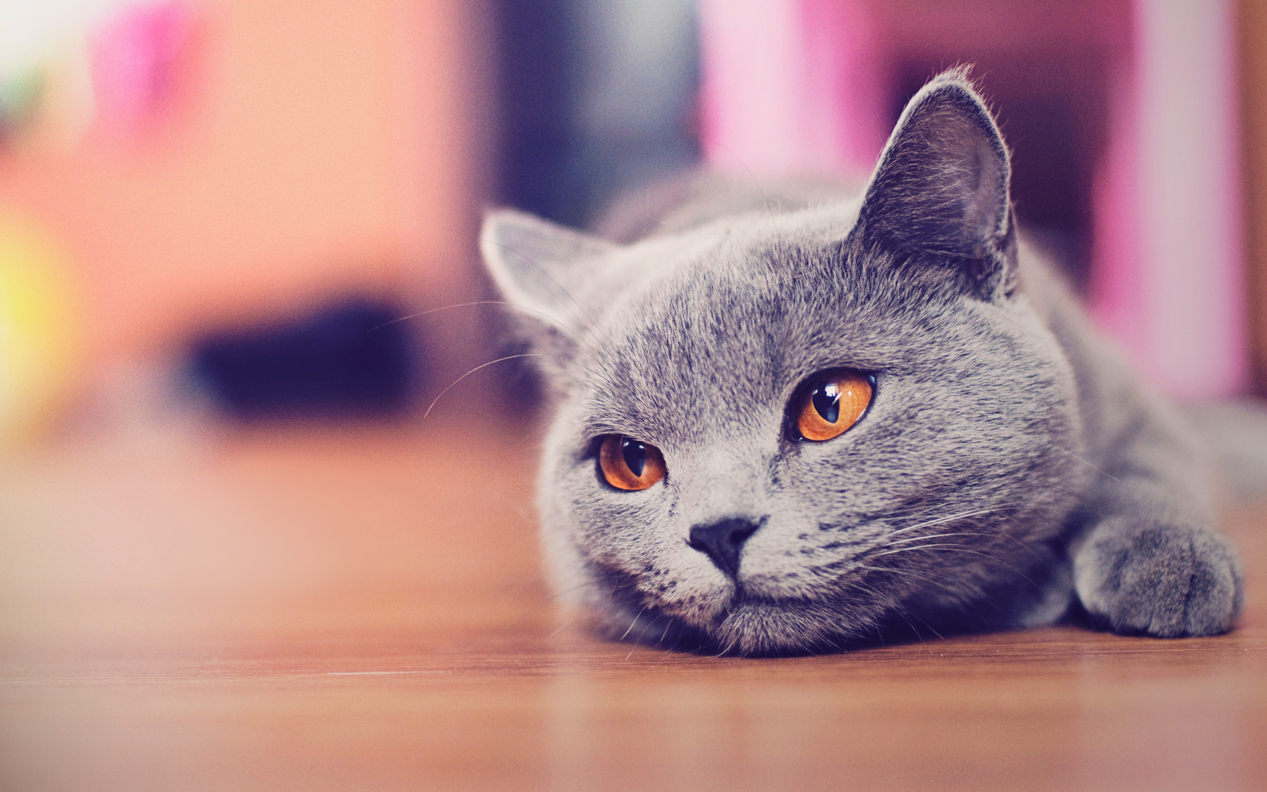 Cute cat wallpaper HD by AlexandruIuilian on DeviantArt Cute cat wallpaper HD by AlexandruIuilian on DeviantArt